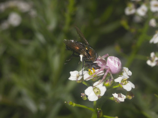Pink crab spider eating a fly