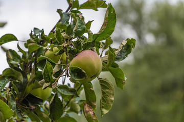 Apfel am Baum