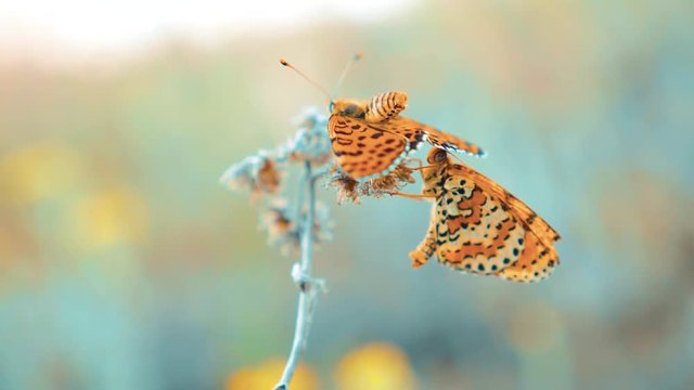 two butterflies mate. Large Tortoiseshell, Nymphalis polychloros butterfly. brown butterfly sits on a slow motion video. butterfly lifestyle on nature concept