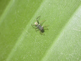 Ant spider on a green leaf