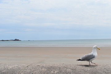 Seagull at St. Heliers beach. Jersey, Channel Islands, England, Europe