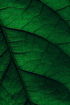 Avocado Leaf Macro Texture