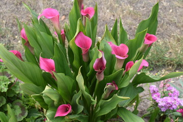 Blossoming Summer Flowers, Jersey, England