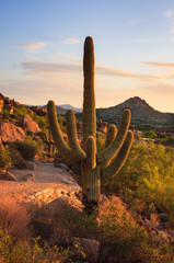 Saguaro Cactus grows on the mountain at Pinnacle Peak Park in Scottsdale, AZ