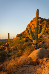 Saguaro Cactus grows on the mountain at Pinnacle Peak Park in Scottsdale, AZ