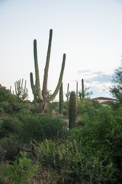 Saguaro Cactus grows on the desert at Pinnacle Peak in Scottsdale, AZ. © PhyllisPhotos