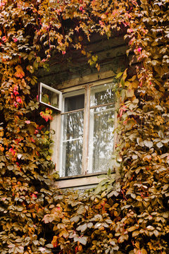 Bindweed around window