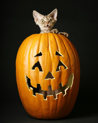 Devon Rex kitten in Jack o lantern
