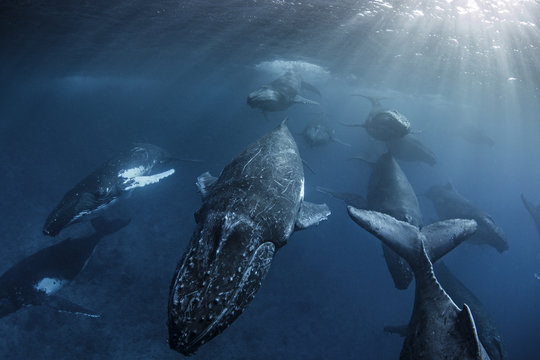 Humpback Whales Swimming In Ocean