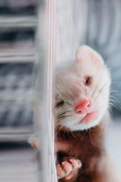 lovely ferret pet
