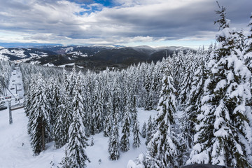 Winter landscape with Pines covered with snow in Rhodope Mountains near pamporovo resort, Smolyan Region, Bulgaria