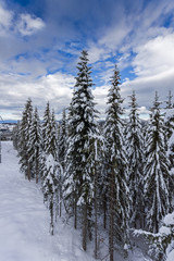 Winter landscape with Pines covered with snow in Rhodope Mountains near pamporovo resort, Smolyan Region, Bulgaria