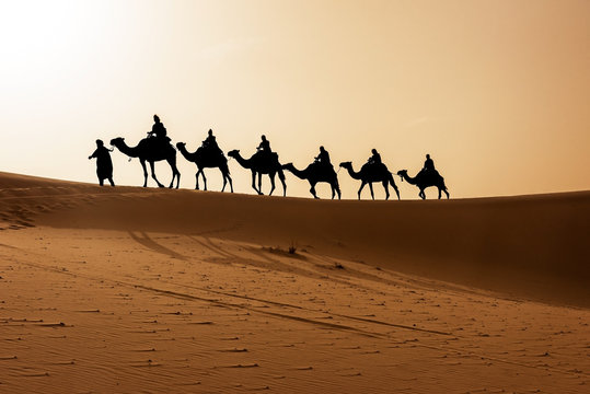Berber and camels walking through the dunes on a sunset