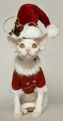 Devon Rex Cat as Santa Clause