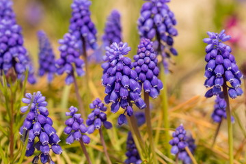Purple Muscari flowers in the garden