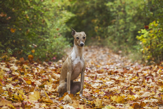 Dog and Autumn Leafs