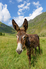 Fototapeta na wymiar A brown donkey nestled in a mountain landscape under a blue sky with white clouds