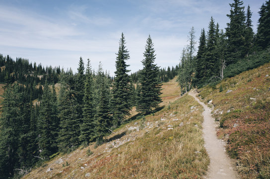 Hiking trail extending through aline meadow