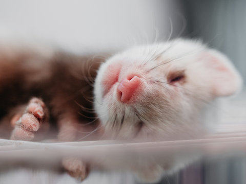 lovely ferret pet