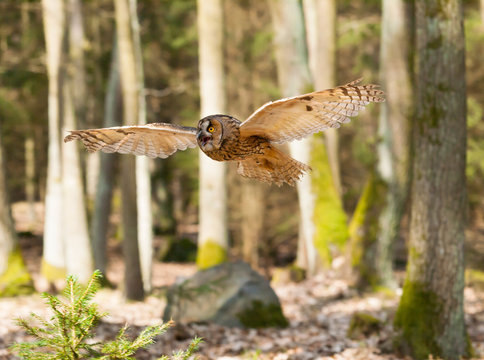 Portrait of long-eared owl with  spreaded wings out - Asio otus