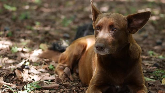 dog laying on the floor
