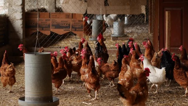 farm chicken cock