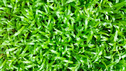 Fototapeta na wymiar Green grass background in rainny day, green grass grows along the sidewalk