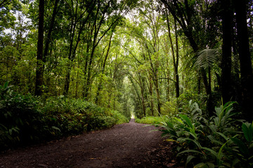 Fototapeta premium El caminito
