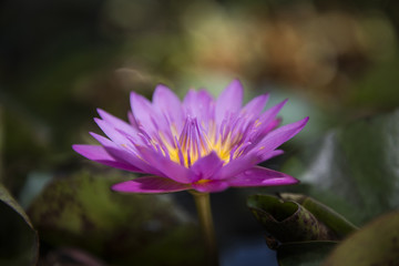 Colorful lotus flower blooming