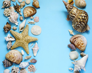 Obraz premium Exotic seashells and starfish collection flat lay on a blue background