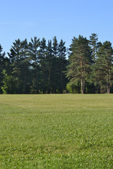 Obraz premium Green field, pine trees and blue sky. Football field in a country Park.