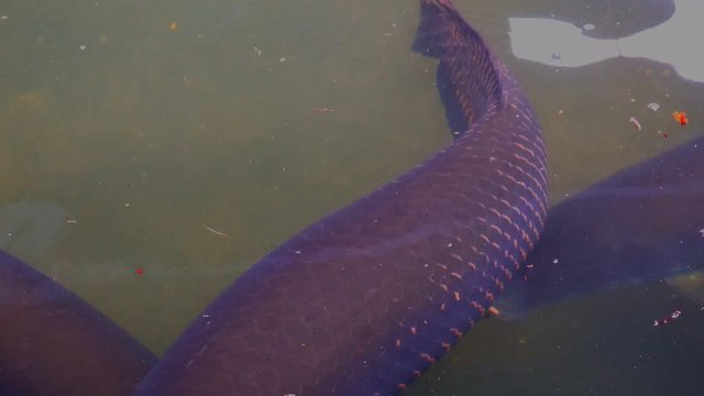 Arapaima gigas fish or pirarucu fish is big body in river
