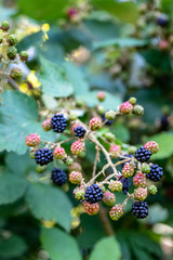 Close up of fresh blackberries growing on a vine out in the woods, some ripe black and some unripe green
