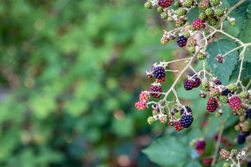 Close up of fresh blackberries growing on a vine out in the woods, some ripe black and some unripe green
