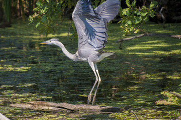 Heron1