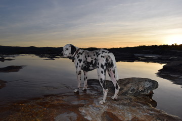 The water's dog
