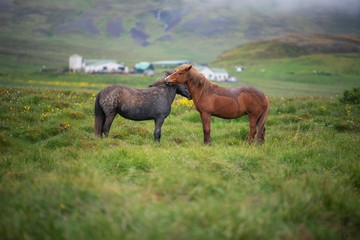 Icelandic Horses in summer ,Iceland.
