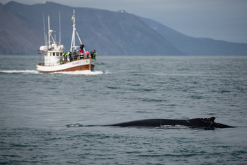 Humpback whale. Whale watching in Husavik, North Iceland.