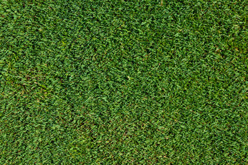 Top view of short golf putting green grass as a background
