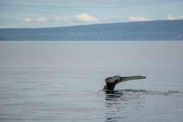 Fototapeta premium Humbak. Obserwowanie wielorybów w Husaviku na północy Islandii.