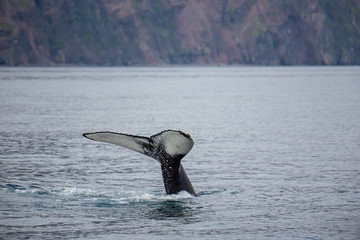 Humpback whale. Whale watching in Husavik, North Iceland.