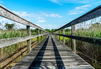 Boardwalk Through Marsh