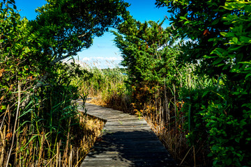 Pathway through Beach Grass