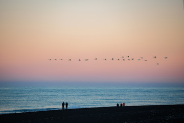 A flock of birds fly at sunset at Diamond beach ,Iceland