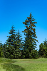 Fototapeta na wymiar Sunny day on golf course, fairway and putting green with red flag, evergreen trees and blue sky in background 