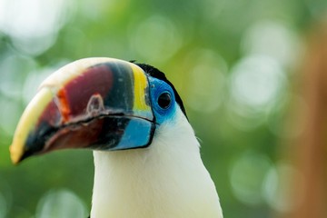 かわいい目をした極楽鳥