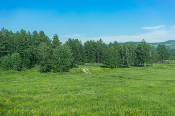 Natural landscape with birch grove.