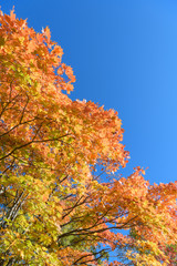 Fototapeta premium 奥日光の紅葉