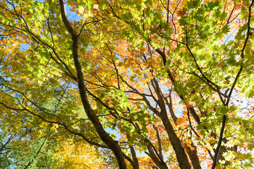 Fototapeta premium 奥日光の紅葉