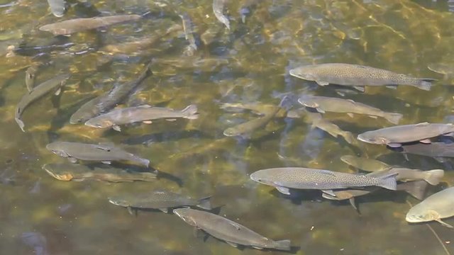 Rainbow Trout swimming in an outdoor tank at the Leadville National Fish Hatchery, U.S. Fish and Wildlife Service, Colorado, United States of America.